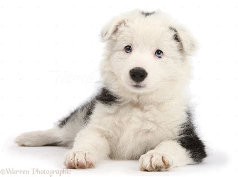 Dog: Black-and-white Border Collie pup photo WP35804