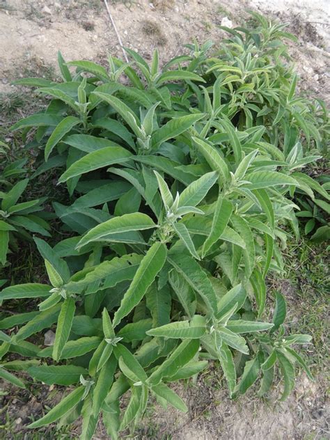 Herbs from Distant Lands: Blumea balsamifera - Ngai Camphor Plant ...