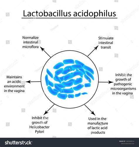 Useful Properties Lactobacillus Probiotic Lactobacillus Acidophilus ...