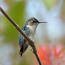 Bee hummingbird - Wikipedia