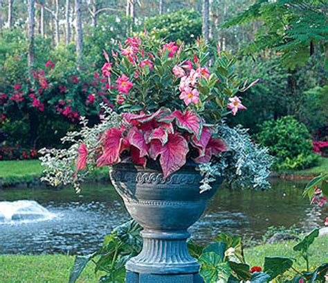 Container Gardening Tips & Ideas | Flower & Plant Container Gardening ...