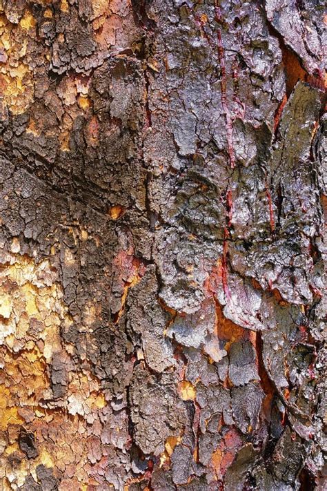 Bloodwood Bark Tree Native To Australia Stock Photo - Image of australia, nature: 77748732