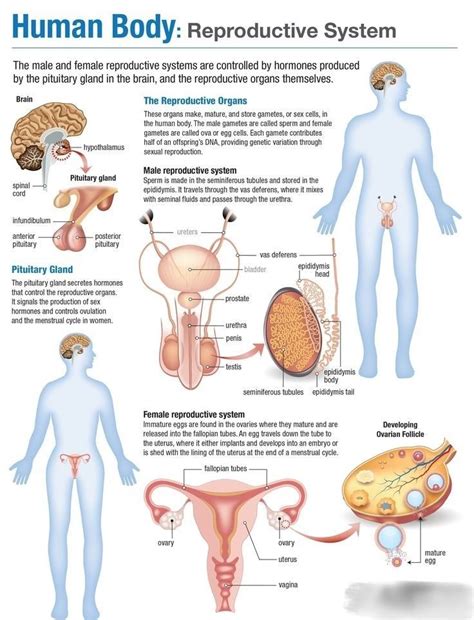 Reproductive system | Female reproductive system anatomy, Human body ...