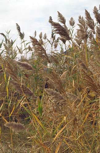 Phragmites Australis Seeds