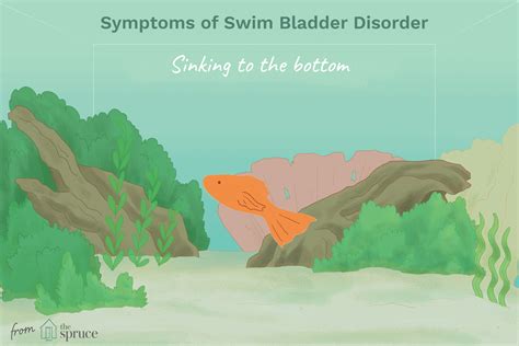 How to Treat Swim Bladder Disorder in Aquarium Fish