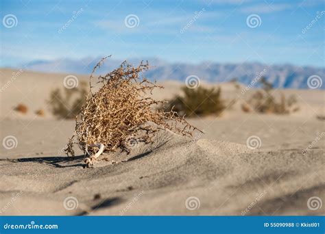 Tumbleweed In The Desert Stock Image | CartoonDealer.com #14034649