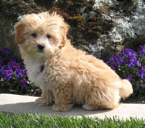 lhasapoo Boxer Puppies, Dogs And Puppies, Dogs 101, Most Popular Dog Breeds, Poodle Mix ...