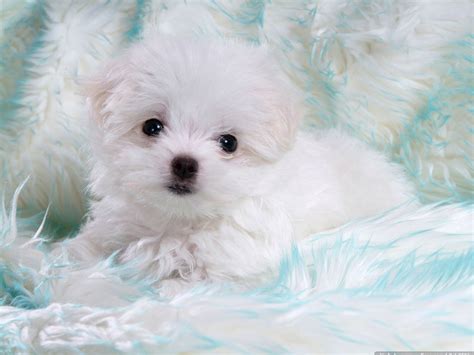 Baby Dog High Quality Wallpapers Free Download - Wallpapers Photosz