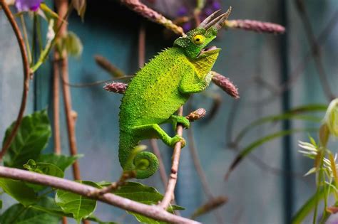 50 Colorful Chameleon Facts To Fascinate You | Facts.net