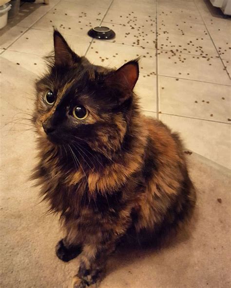 25+ Best Ideas about Tortoiseshell Cat on Pinterest | Beautiful cats ...