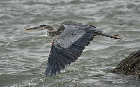 Heron Bird Images by Species and Information | Earth Life