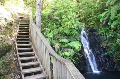 Fairy Falls - Kauri Trees and a Waterfall in the Waitakeres