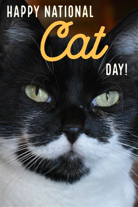 Happy National Cat Day! | National cat day, Cat adoption, Cats