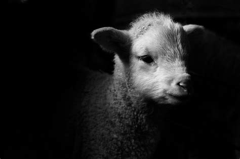 Dramatic Lamb Black & White Photograph by Michael Neil O'donnell - Fine Art America