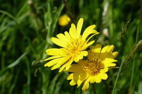 Free Images : nature, grass, blossom, field, meadow, dandelion, prairie, petal, bloom, herb ...