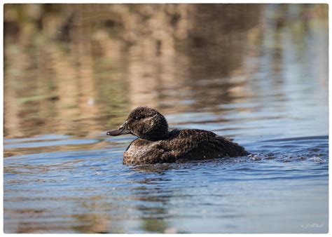 Blue-billed Duck - female_C8A3532w | Herdsman Lake, WA | Julie Clark | Flickr