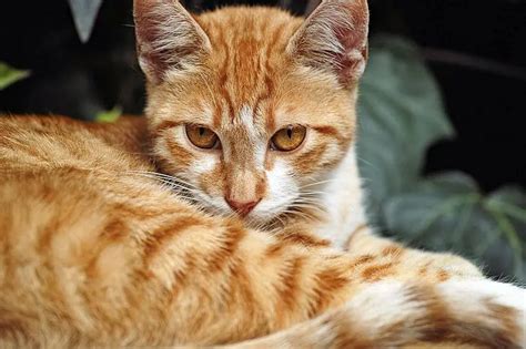 9 Fun Facts About Orange Tabby Cats - The Purrington Post