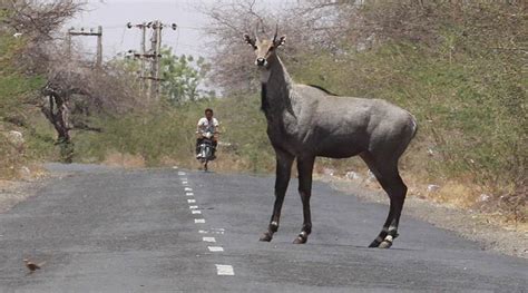 Bihar intended to cull nilgai and wild boar as vermin for five years: RTI | India News - The ...