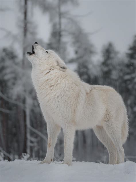 Arctic wolf howling in winter 4728266 Stock Photo at Vecteezy