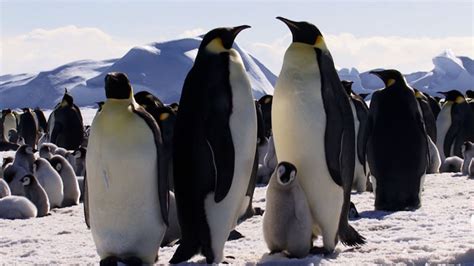 Animal IQ: Baby Penguins Can Navigate Better Than You