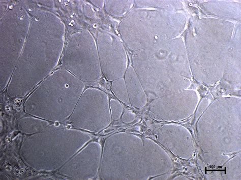 EndoGo XF - Endothelial Cell Culture Media - Biological Industries