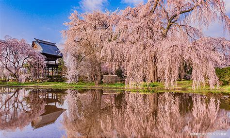 Matsumoto Castle's Cherry Blossom Season: A secret spot to see cherry blossoms with snow-covered ...