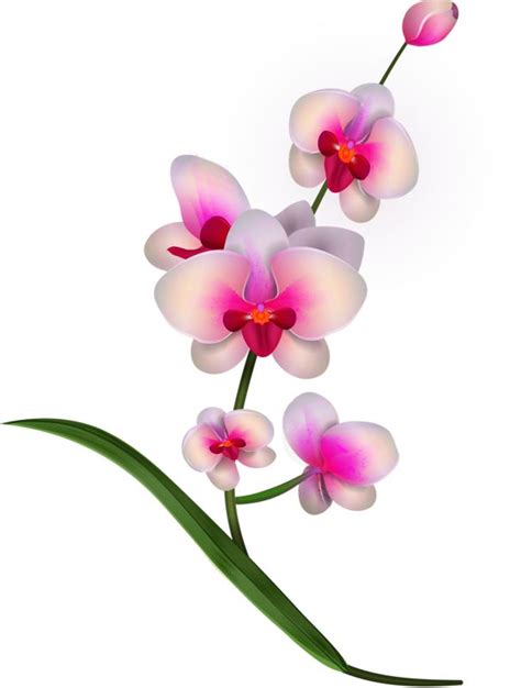 Free Orchid Cross Cliparts, Download Free Orchid Cross Cliparts png ...