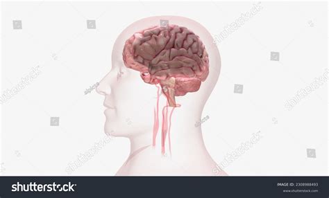 838 Carotid Artery Anatomy Images, Stock Photos & Vectors | Shutterstock