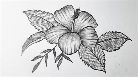 How to draw a flower easy step by step || Hibiscus flower drawing - YouTube