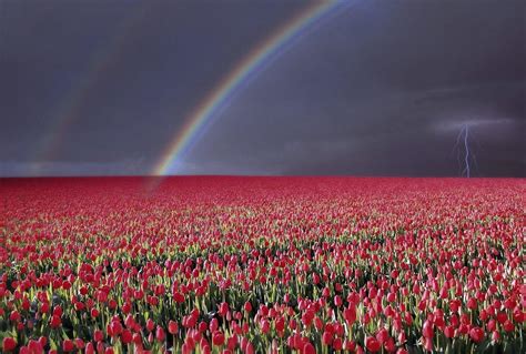 Rainbow Tulips Wallpapers - Wallpaper Cave