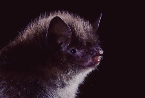 Little Brown Myotis - Northern California Bats