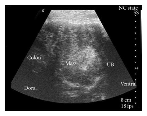 Abdominal ultrasound image from a young dog with a large caudal... | Download Scientific Diagram