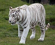 White tiger - Wikipedia