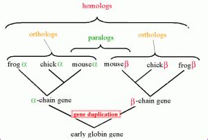 Viral bioinformatics: Introduction + Homology | Virology Blog