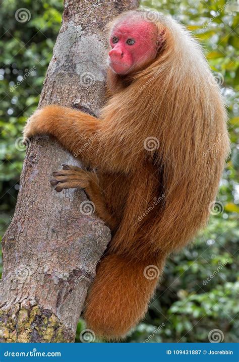 Red Uakari Monkey in Amazon Stock Image - Image of uakari, hair: 109431887