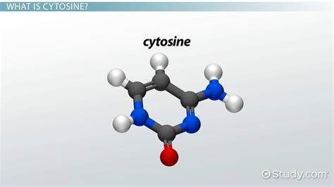 Cytosine: Structure & Definition - Video & Lesson Transcript | Study.com