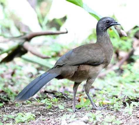 Details : Plain Chachalaca - BirdGuides