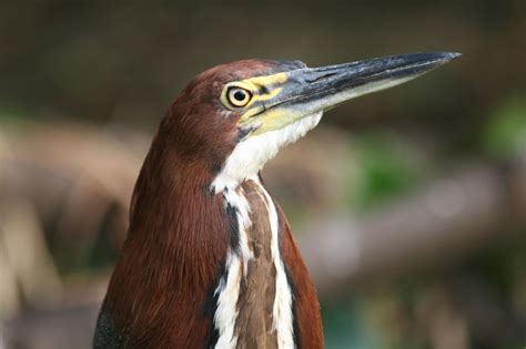 Brazil's Pantanal: Wetlands teem with wildlife | CNN