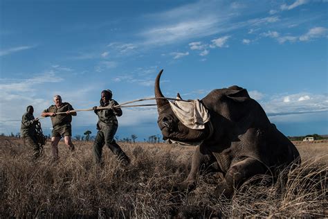 South Africa: Ranger Drone aims to stop rhinos being poached to extinction by 2026 | IBTimes UK