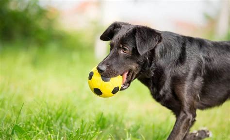 4 Best Dog Proof Soccer Balls For Kicking Around With Your Canine