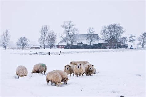 11 Important Pointers When Caring for Sheep in Winter