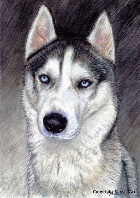 'Portrait' Siberian Husky Dog Art Print of original pencil drawing by ...