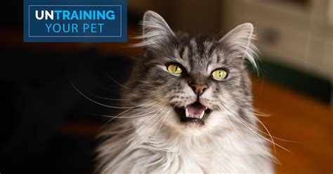 Untraining Your Pet: Stop Your Cat Meowing All Night