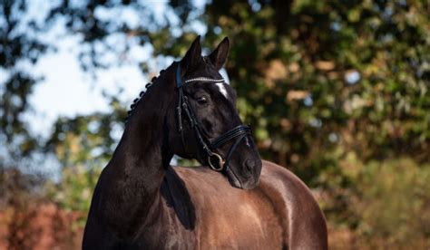 17 Best Horse Breeds for Dressage - Farmhouse Guide