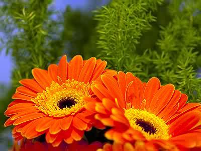 Gerbera Pair Jigsaw Puzzle - JigZone.com