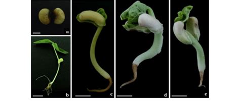 Cowpea seed germination. Cowpea seeds (a); Seedling germinated on MSB 5... | Download Scientific ...