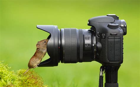 Animals Getting Comfortable With Camera Gear | Bored Panda