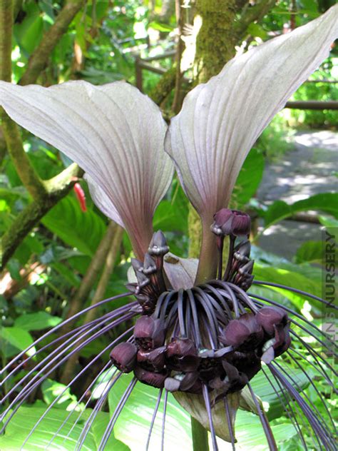 xl Huge White Bat Plant Tacca Integrifolia – Kens-Nursery