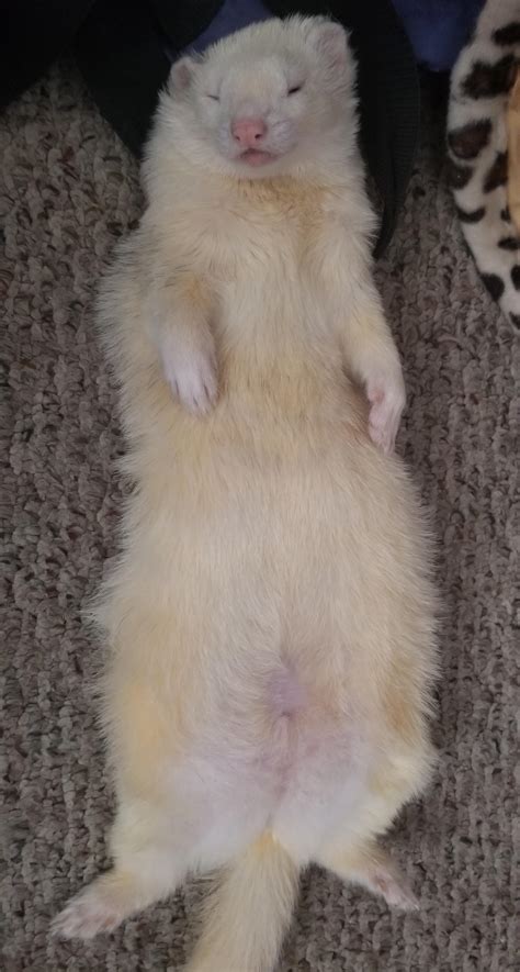 Anyone's ferret sleep like this? : ferrets