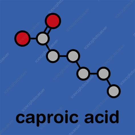 Caproic acid fatty acid molecule - Stock Image - C045/7280 - Science Photo Library